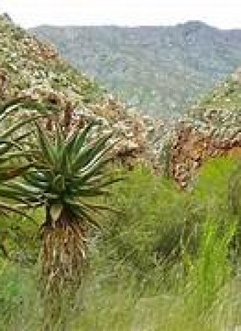 Perdagangan Gelap Flora Eksotis di Afrika Selatan Meningkat