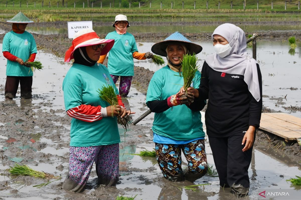 Kontribusi Signifikan Jawa Timur dalam Laju Tanam Padi Nasional