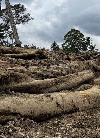 Bareskrim Tingkatkan Status Temuan Kayu Gelondongan Banjir Tapsel ke Penyidikan
