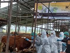 30 Ribu Vaksin PMK Disalurkan Pemkab Banyuwangi untuk Cegah Penyakit Mulut dan Kuku pada Ternak