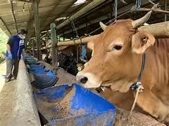 Peningkatan Kasus Penyakit Mulut dan Kuku di Kabupaten Bekasi: Tantangan dan Upaya Penanganan