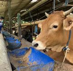 Peningkatan Kasus Penyakit Mulut dan Kuku di Kabupaten Bekasi: Tantangan dan Upaya Penanganan