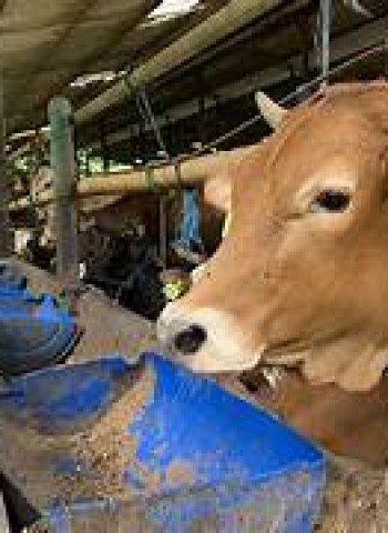 Peningkatan Kasus Penyakit Mulut dan Kuku di Kabupaten Bekasi: Tantangan dan Upaya Penanganan