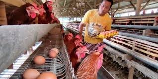 BPI Danantara Alokasikan Rp 20 Triliun untuk Dukung Peternak Ayam di Indonesia