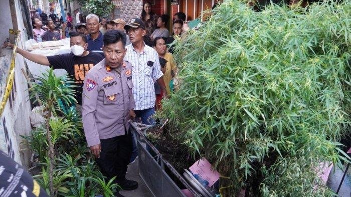 Tanam Ganja di Rumah, Pria di Jagakarsa Ditangkap Polisi
