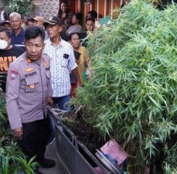 Tanam Ganja di Rumah, Pria di Jagakarsa Ditangkap Polisi