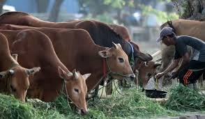 Pemerintah Kucurkan Bantuan Miliaran Rupiah guna Pengadaan Sapi di Belasan Wilayah Sumatera