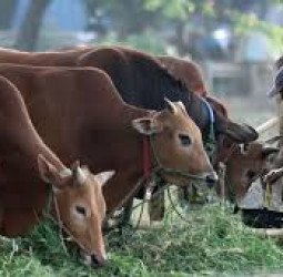 Pemerintah Kucurkan Bantuan Miliaran Rupiah guna Pengadaan Sapi di Belasan Wilayah Sumatera