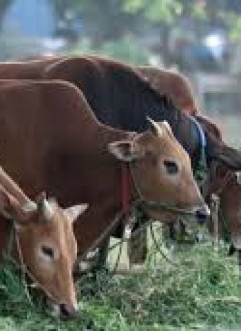 Pemerintah Kucurkan Bantuan Miliaran Rupiah guna Pengadaan Sapi di Belasan Wilayah Sumatera