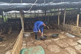 Kisah Sukses Lansia di Jakarta Utara, Raup Omzet Belasan Juta dari Telur Bebek