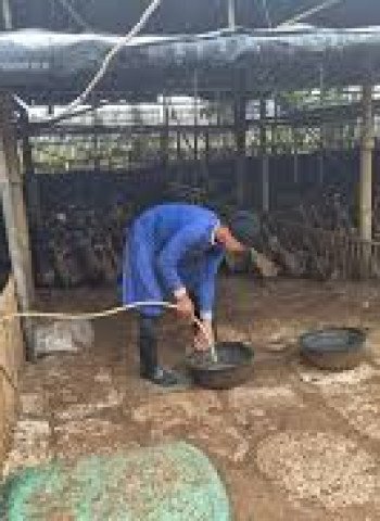 Kisah Sukses Lansia di Jakarta Utara, Raup Omzet Belasan Juta dari Telur Bebek