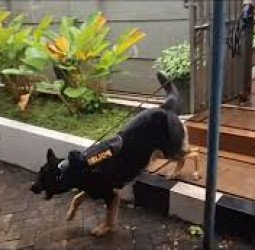 Anjing Pelacak Dikerahkan Buru Pelaku Perampokan Sadis yang Sasar Pasutri di Bekasi