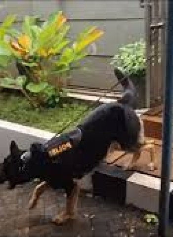 Anjing Pelacak Dikerahkan Buru Pelaku Perampokan Sadis yang Sasar Pasutri di Bekasi
